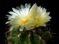 Thumbnail of 1423.1_Thelocactus ehrenbergii_20150722(1).JPG